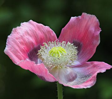 De wonderschone papaver bloeit! van Marjon Woudboer