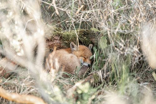 Verstopte Rust Slapende Jonge Vos