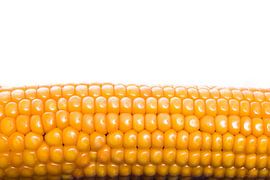 Maiskolf op wit von Hans Wijnveen