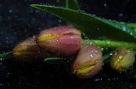 Tulipes par Tilo Grellmann Aperçu