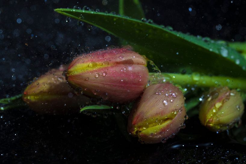 Tulipes par Tilo Grellmann