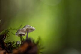 Als de herfst jou vindt!