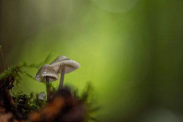 Als de herfst jou vindt! van Boogartphotographics