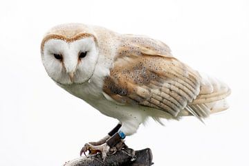 Barn owl by Monique Giling