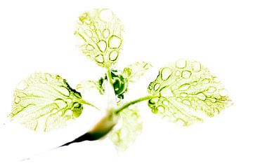 Waterdruppels op hortensiabladeren high key van Ruud Overes