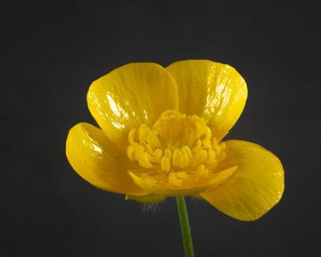 Nahaufnahme einer gelben Blüte des Hahnenfußes, Ranunculus bulbosus von Robin Verhoef