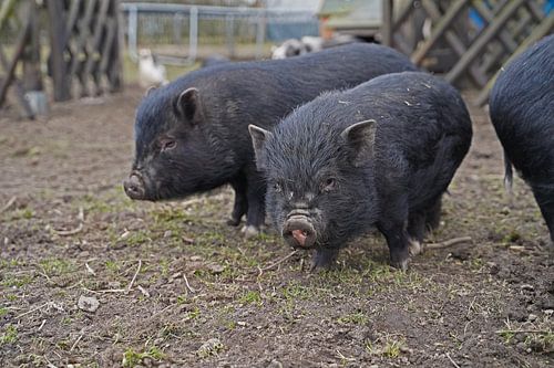 1 jaar oude minivarkens in de tuin
