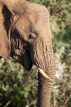 Afrikaanse olifant (Loxodonta africana) van Dirk Rüter