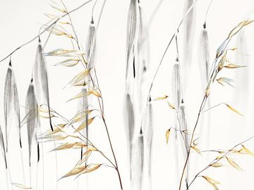 Wilder Hafer III von Hanneke Luit