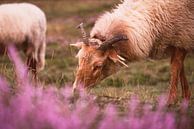 Schafe, die bei Sonnenuntergang auf den blühenden Heideflächen grasen. von Steven Marinus Miniaturansicht