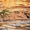 boom op de rotsen - Petra, Jordanië van Jan de Vries