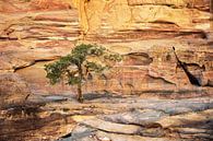 boom op de rotsen - Petra, Jordanië van Jan de Vries thumbnail