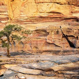 Baum auf den Felsen - Petra, Jordanien von Jan de Vries