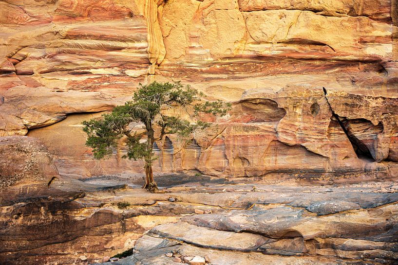 boom op de rotsen - Petra, Jordanië van Jan de Vries