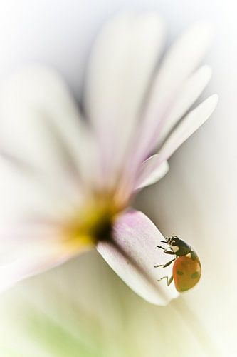 Lieveheersbeestje in the spotlight