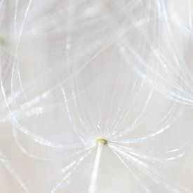 Dandelion with fluff seen from the inside (2 of 2) by Jeroen Gutte