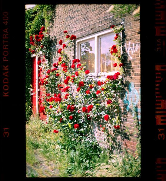 Beauty is. by De Analoog