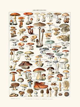 Champignons vintage dessin botanique Millot sur Studio Patruschka