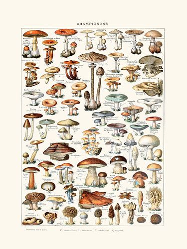 Mushrooms vintage botanical drawing Millot