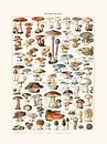 Paddenstoelen vintage botanische tekening Millot van Studio Patruschka thumbnail