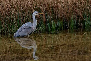 Blauwe reiger van Merijn Loch