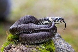 Serpent à sonnettes sur Hilda Weges