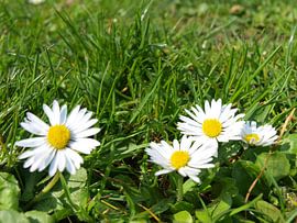 Madeliefjes by Rinke Velds