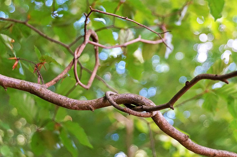 Sealed Love par Gerrit Zomerman