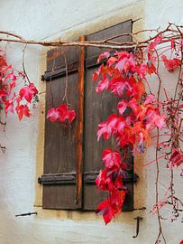 Wilder Wein von Ingo Laue