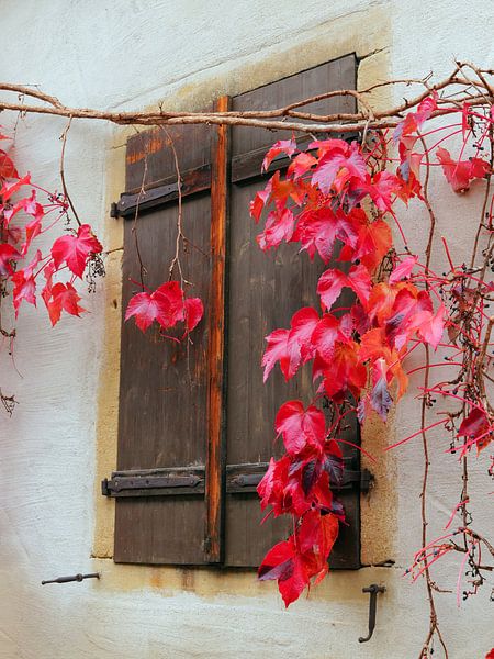 Wild wine by Ingo Laue