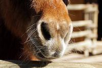 Pony Nüstern