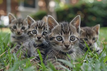 cats in and around the house by Egon Zitter