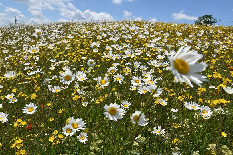 A field of daisies in bloom by Claude Laprise