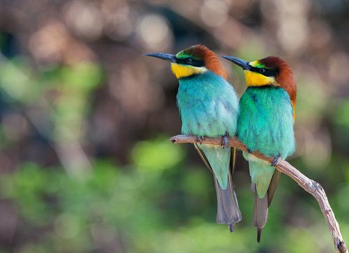 Bee-eater