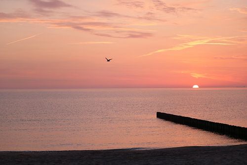Seagull Sun