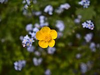 Gele bloem van een enkele boterbloem vanuit vogelperspectief