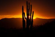 Coucher de soleil dans le Sonora Dessert en Arizona, USA, avec un cactus Saguaro géant. par Gert Hilbink Aperçu