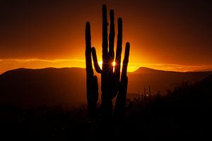 Sonnenuntergang in der Sonora-Wüste in Arizona, USA, mit einem riesigen Saguaro-Kaktus.