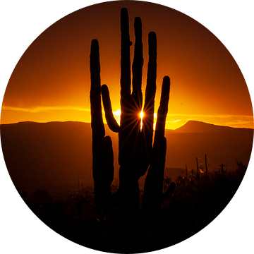Zonsondergang in de Sonora Dessert in Arizona, USA, met een Giant Saguaro cactus. van Gert Hilbink