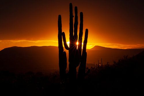 Zonsondergang in de Sonora Dessert in Arizona, USA, met een Giant Saguaro cactus.