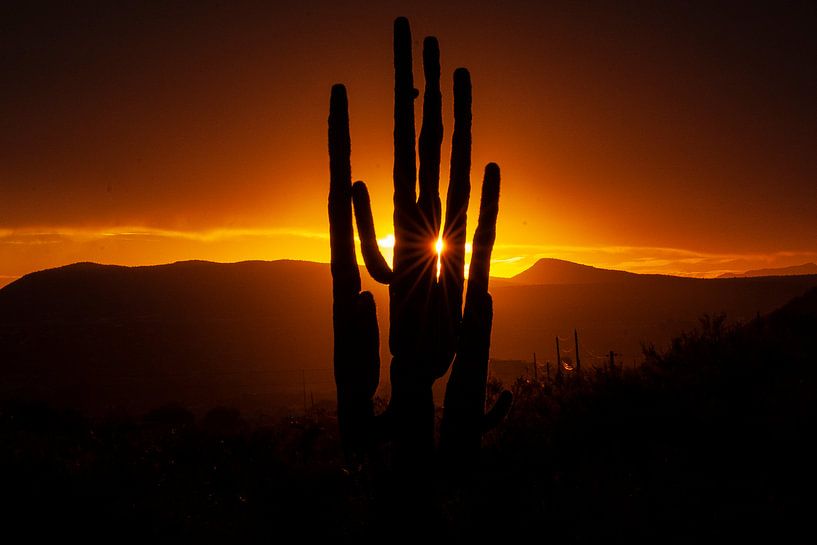 Coucher de soleil dans le Sonora Dessert en Arizona, USA, avec un cactus Saguaro géant. par Gert Hilbink