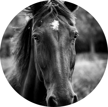 Close-up paardenhoofd – tijdloze schoonheid 1