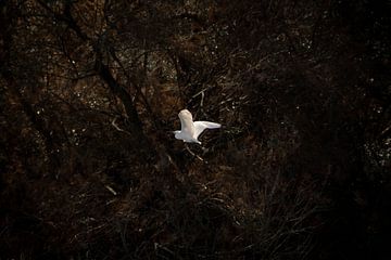 vlieg weg | vrijheid | fine art | reiger van Femke Ketelaar