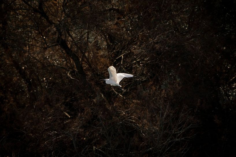 vlieg weg | vrijheid | fine art | reiger van Femke Ketelaar