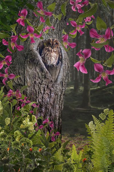 Chouette dans un arbre par Klaartje Majoor
