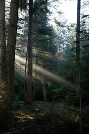 Soleil matinal dans une forêt sombre sur Lobke Bink