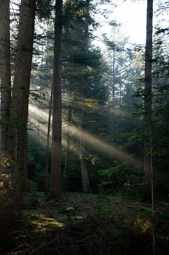 Morgensonne durch einen dunklen Wald