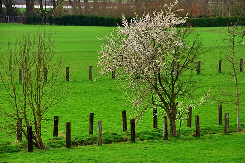 Frühlingsblüte