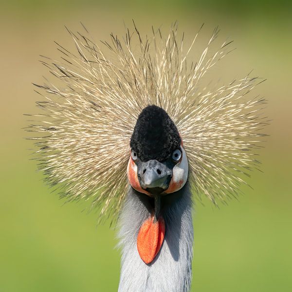 Grey Crown Crane by Albert Beukhof