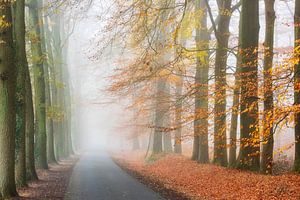 Landweg in de mist van Francis Dost